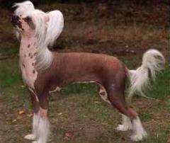 Chinese Crested Dog